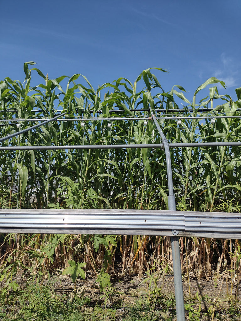 'Kawanda' Experimental Farm Network Seed Store