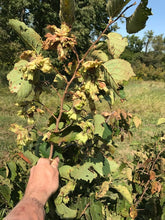 Badgersett Hazelnut SEEDS, Medium/Short Bush (Fall 2023 Shipping)