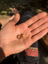 Badgersett Hazelnut SEEDS, Medium/Short Bush (Fall 2023 Shipping)