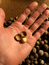 Badgersett Hazelnut SEEDS, Medium/Short Bush (Fall 2023 Shipping)