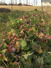 Accawmacke Broccoli (Turnip Greens/Broccoli Raab)