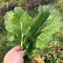 Accawmacke Broccoli (Turnip Greens/Broccoli Raab)