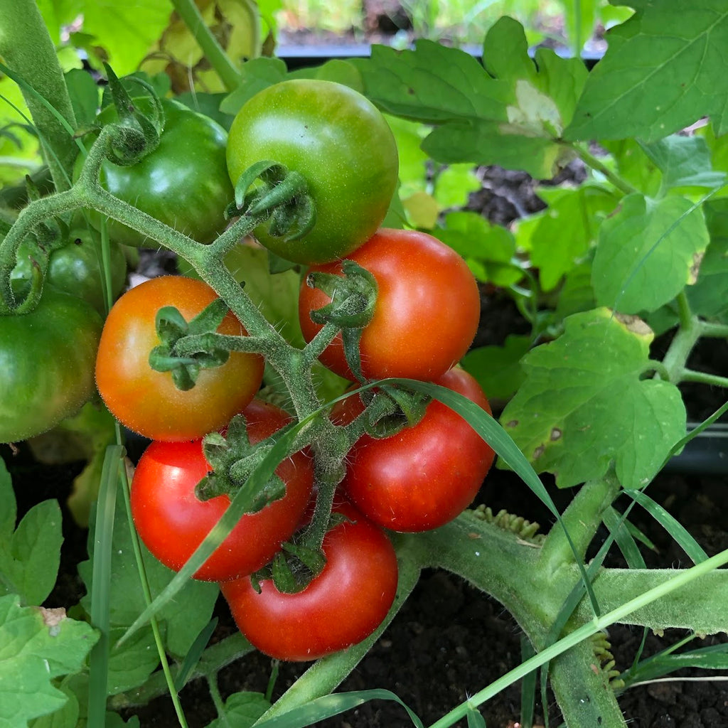 トイガン TOMATO IMG_7240_1024x1024.jpg?v=