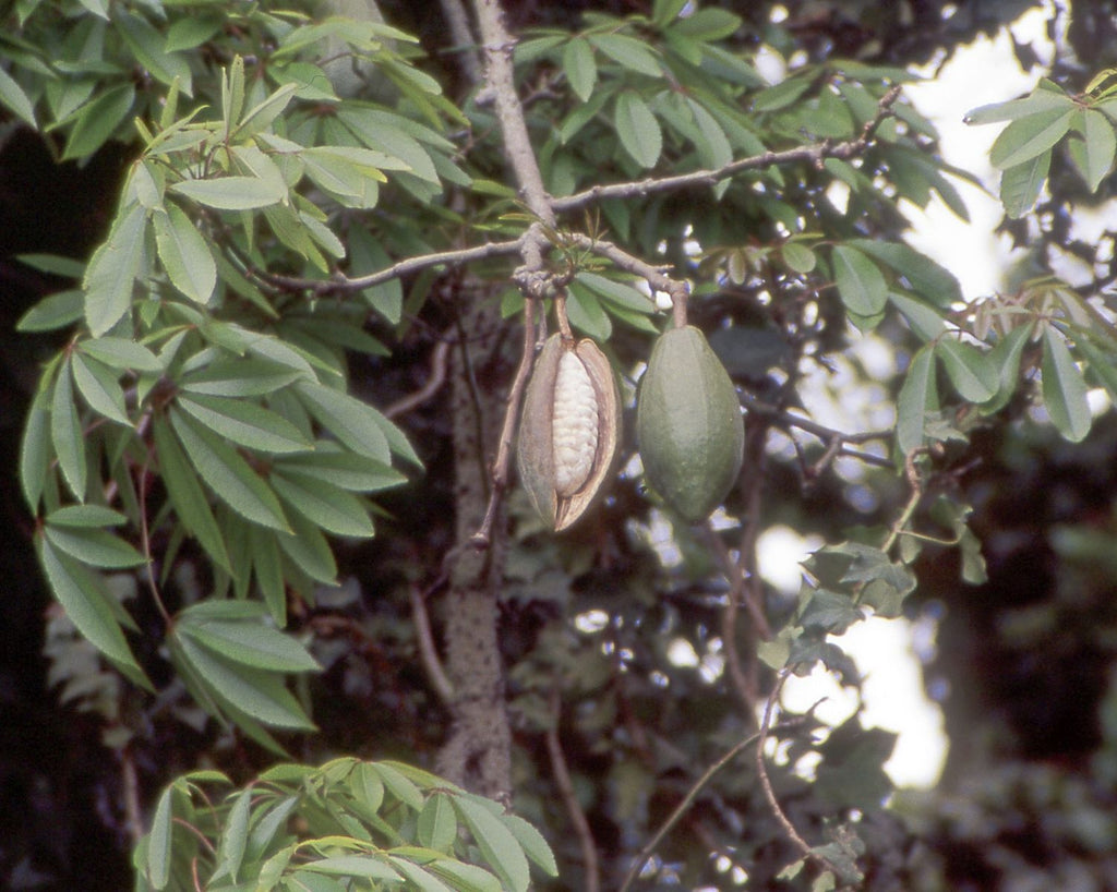 10 Kapok Tree Seeds – Ceiba Pentandra, Tropical Flowering Tree, Bonsai Or Garden, Grow Your Own Cotton Tree