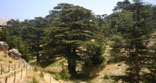 Cedar of Lebanon