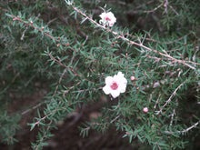 Manuka