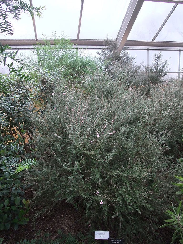 Manuka Experimental Farm Network Seed Store