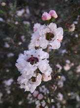 Manuka