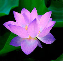 Sacred Lotus