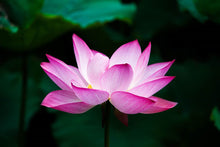 Sacred Lotus