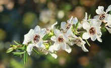 Manuka