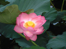 Sacred Lotus