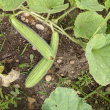 'Palestine Fakous' Melon