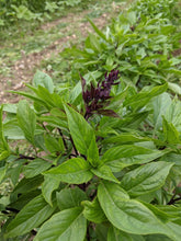 'Dire Dawa' Basil