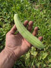 'Palestine Fakous' Melon
