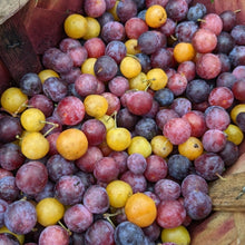 Cape May Beach Plum