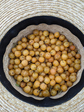 Cape May Beach Plum