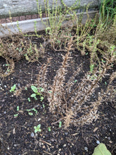 'Voronezh' Dragon's Head