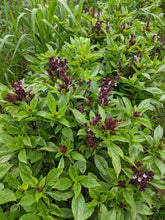 'Dire Dawa' Basil