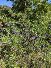 Cape May Beach Plum