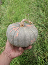 Jemi-Nanticoke Breeders Mix Winter Squash