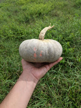 Jemi-Nanticoke Breeders Mix Winter Squash