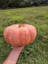 Jemi-Nanticoke Breeders Mix Winter Squash
