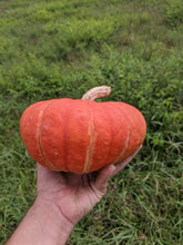 Jemi-Nanticoke Breeders Mix Winter Squash