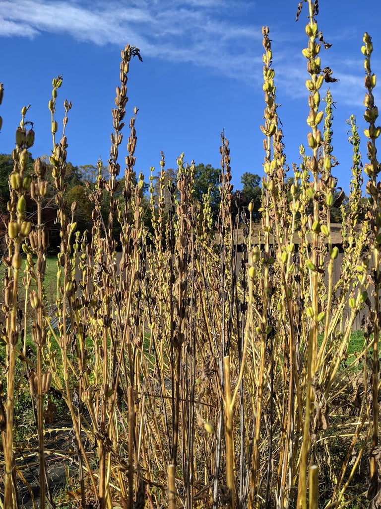 'Monticello White' Sesame Experimental Farm Network Seed Store