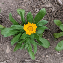 'Odesa Market' Calendula