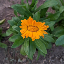 'Odesa Market' Calendula