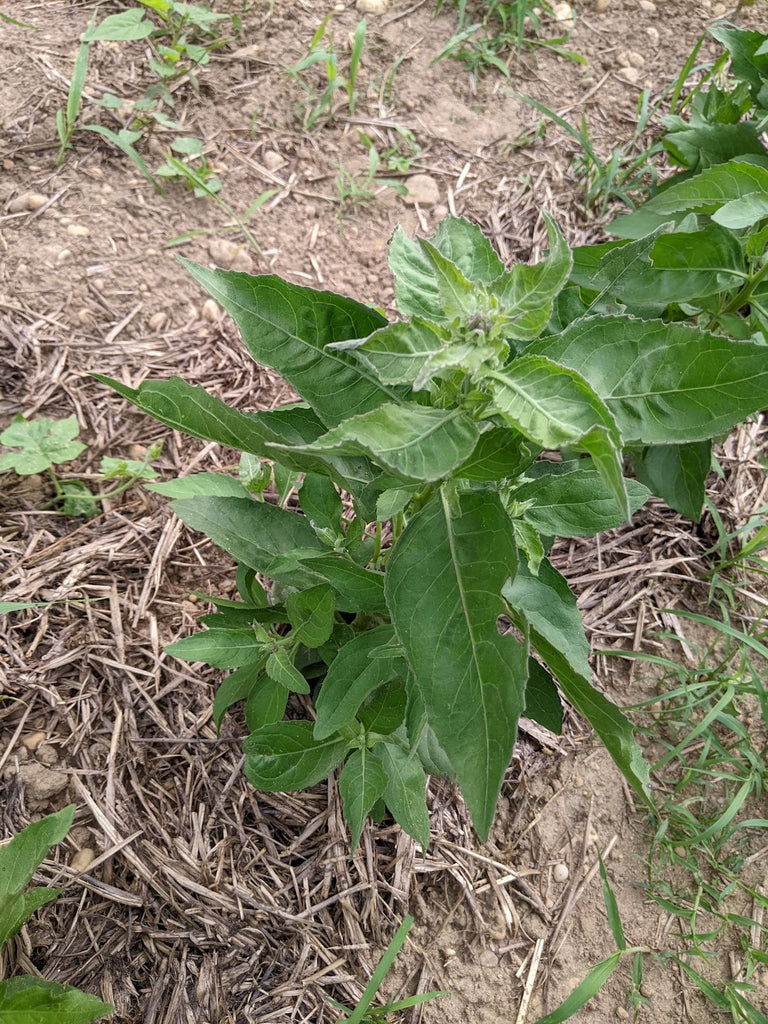 Sweetscent Experimental Farm Network Seed Store