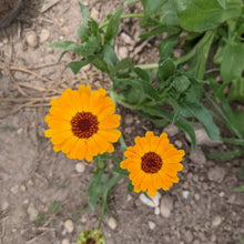 'Odesa Market' Calendula