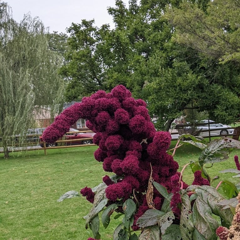 elephant head flower seeds 'Elephant Head' Amaranth