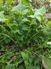 Accawmacke Broccoli (Turnip Greens/Broccoli Raab)