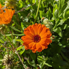 'Odesa Market' Calendula