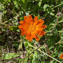 'Odesa Market' Calendula