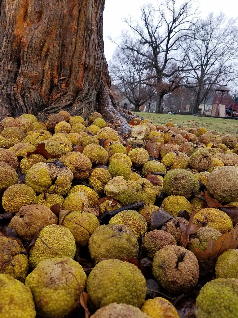 plant orange tree from seed Osage Orange – Experimental Farm Network Seed Store