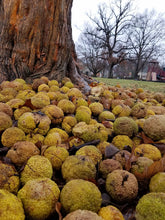 Osage Orange