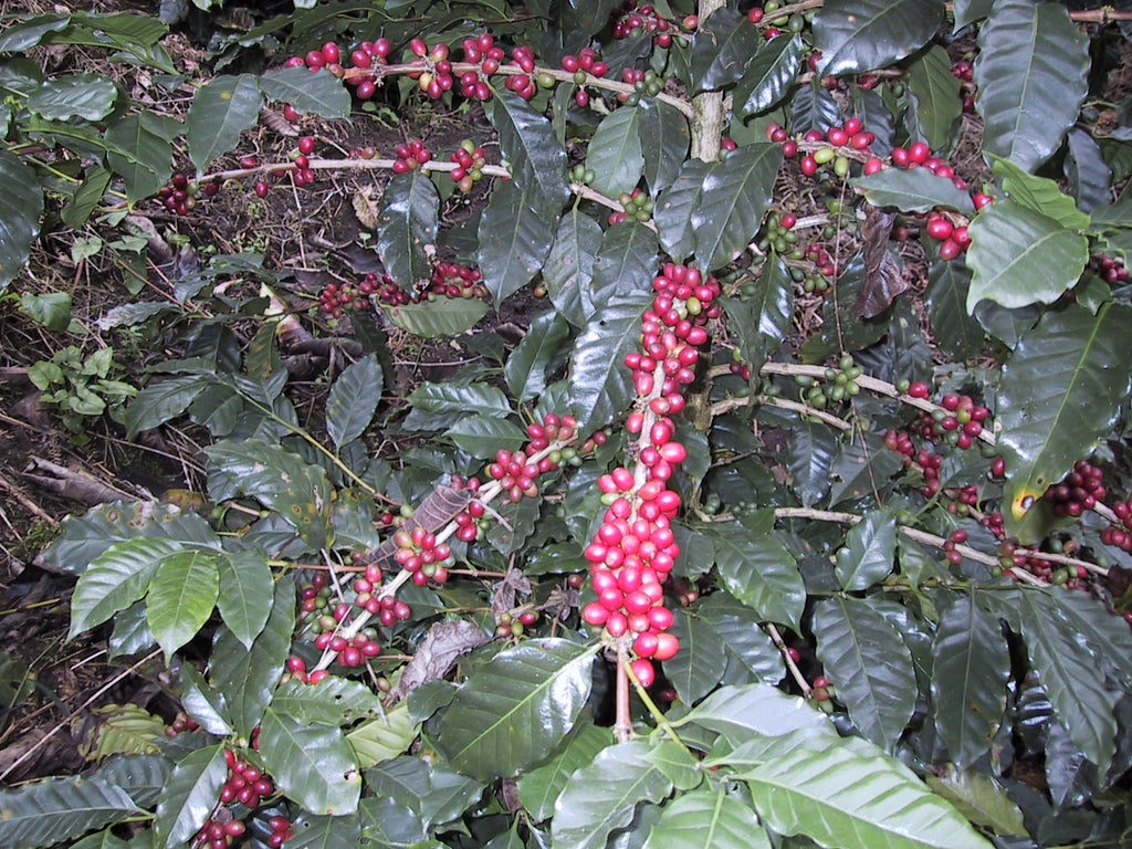 Planta_de_cafe_en_Zihuateutla_