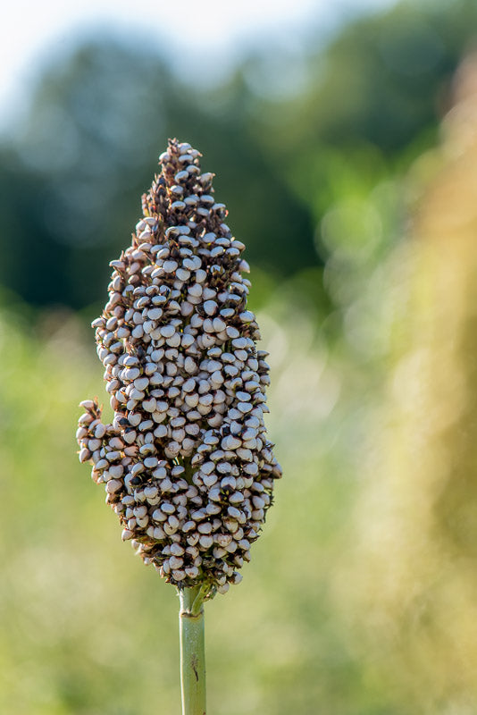 planting sorghum seed 'Korjaj' Sorghum