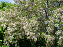 'Nyirségi' Black Locust