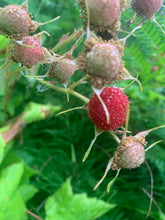 Thimbleberry