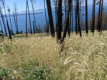 Sepp Holzer's Siberian Rye