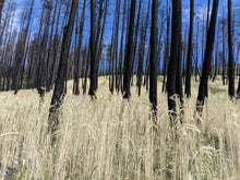 Sepp Holzer's Siberian Rye