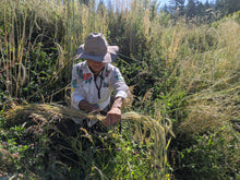 Sepp Holzer's Siberian Rye