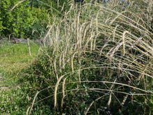 Sepp Holzer's Siberian Rye
