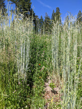 Sepp Holzer's Siberian Rye