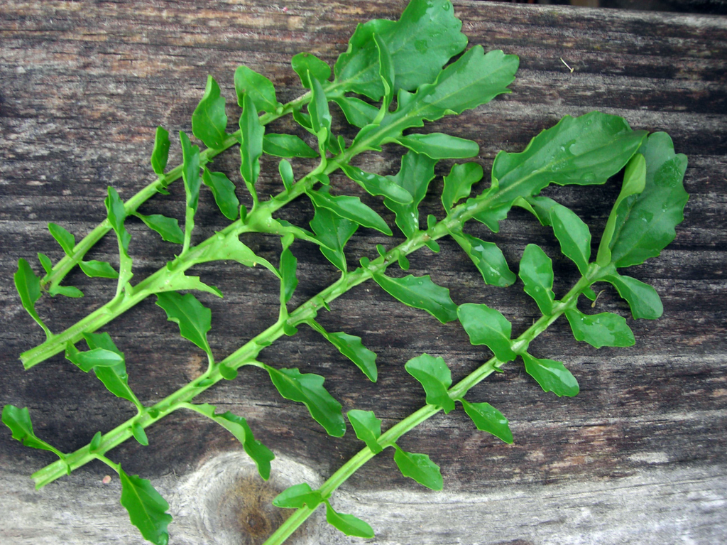 Belle Isle (Upland Cress)