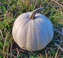 Maycock (Tall White Selection) Squash Landrace